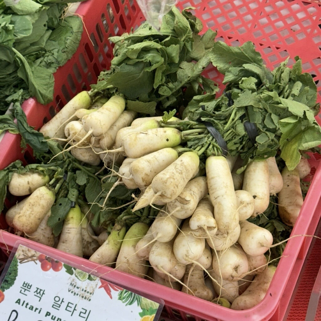 Korean young radishes (chonggakmu)