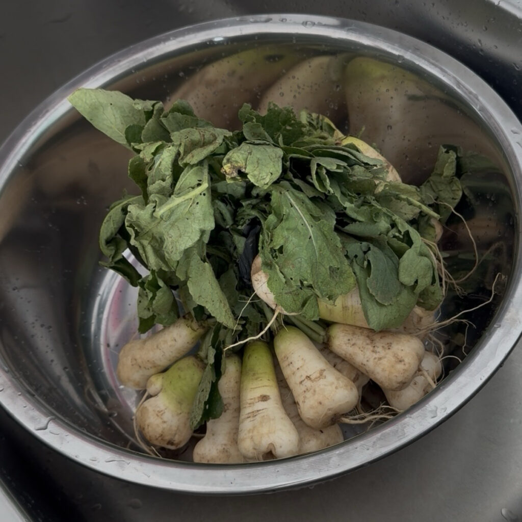 young radishes for chonggak kimchi