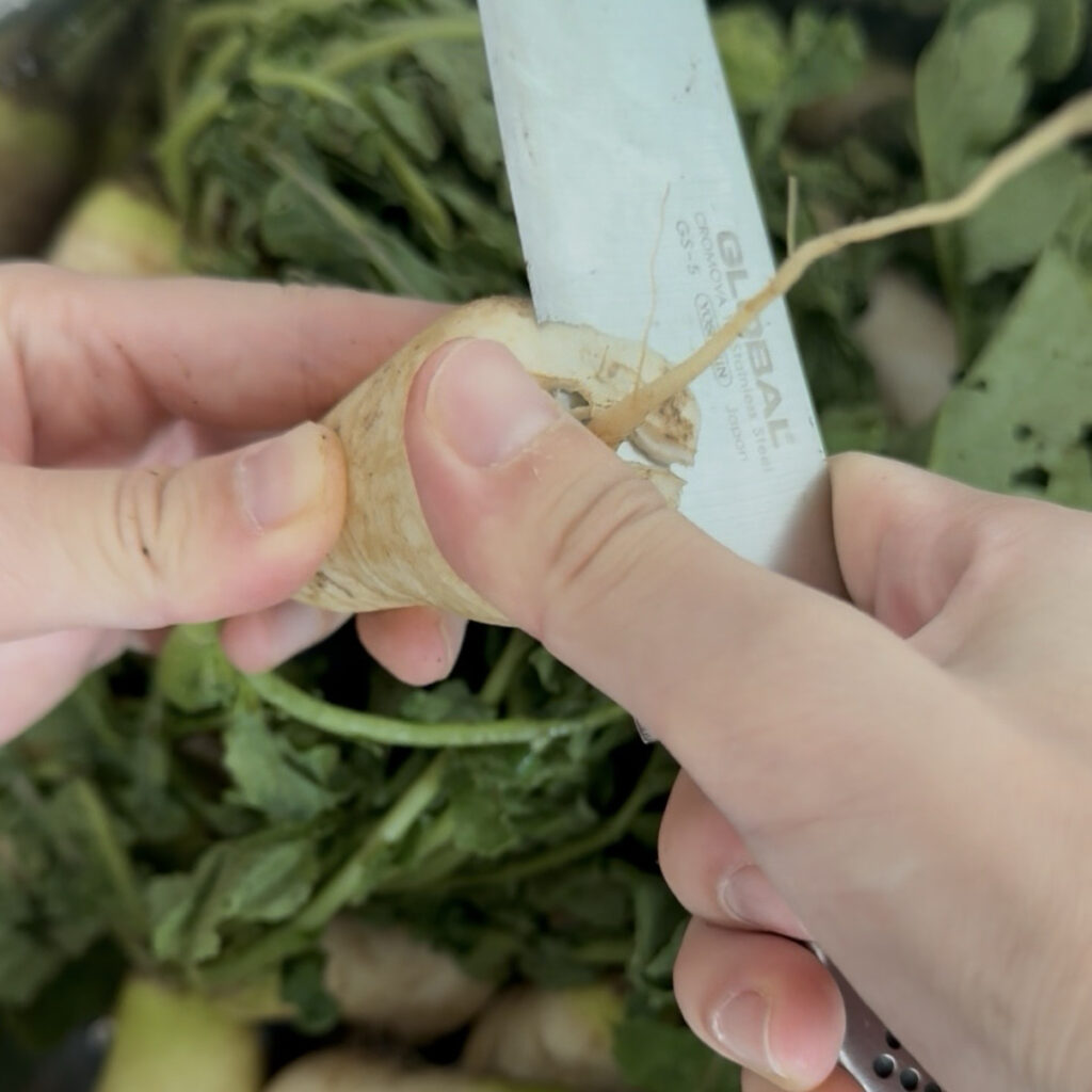 Trimming young radish roots