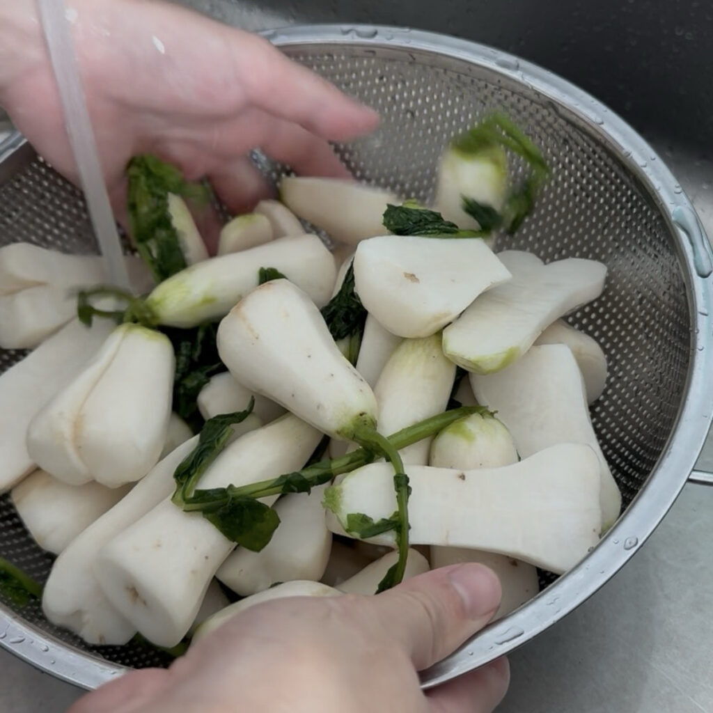Rinsing the salted young radishes